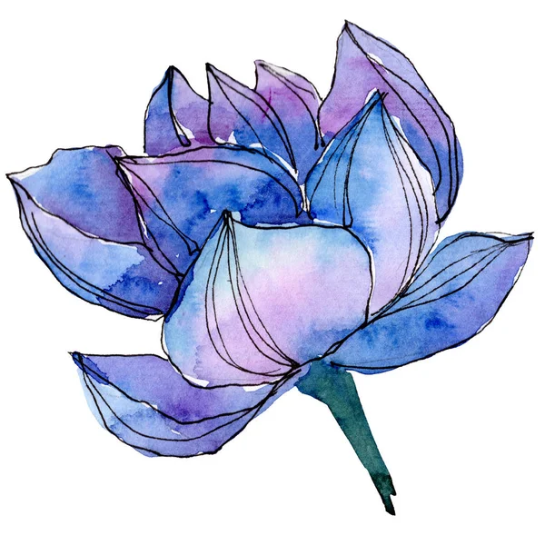 Aquarelle fleur de lotus bleu. Fleur botanique florale. Élément d'illustration isolé . — Photo