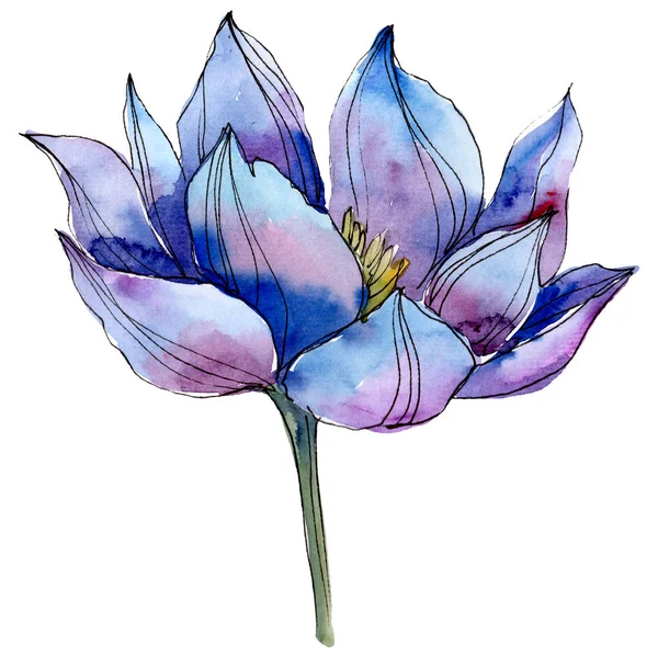 Flor de lótus azul aquarela. Floral flor botânica. Elemento ilustrativo isolado . — Fotografia de Stock