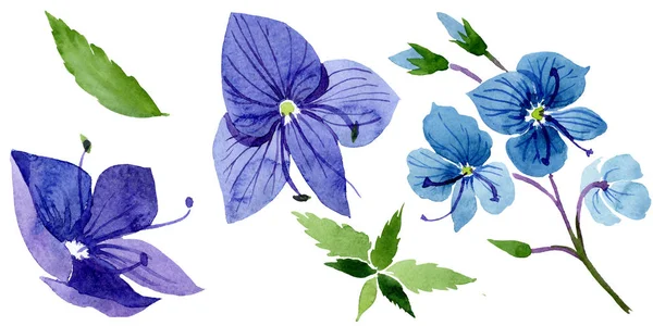 Aquarela azul Veronica flor. Floral flor botânica. Elemento ilustrativo isolado . — Fotografia de Stock