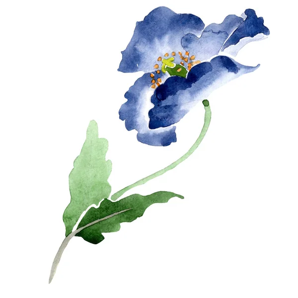 Acuarela flor de amapola azul. Flor botánica floral. Elemento ilustrativo aislado . — Foto de Stock