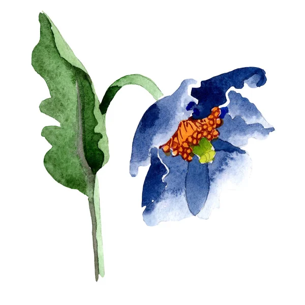 Acuarela flor de amapola azul. Flor botánica floral. Elemento ilustrativo aislado . — Foto de Stock