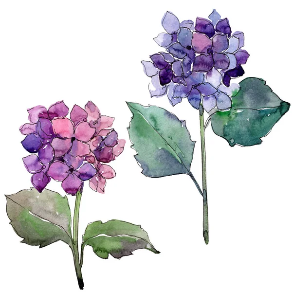 Watercolor purple gortenzia flower. Floral botanical flower. Isolated illustration element. — Stock Photo, Image