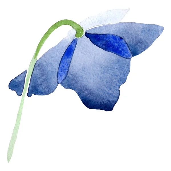 Акварельна синя макова квітка. Квіткова ботанічна квітка. Ізольований елемент ілюстрації . — стокове фото