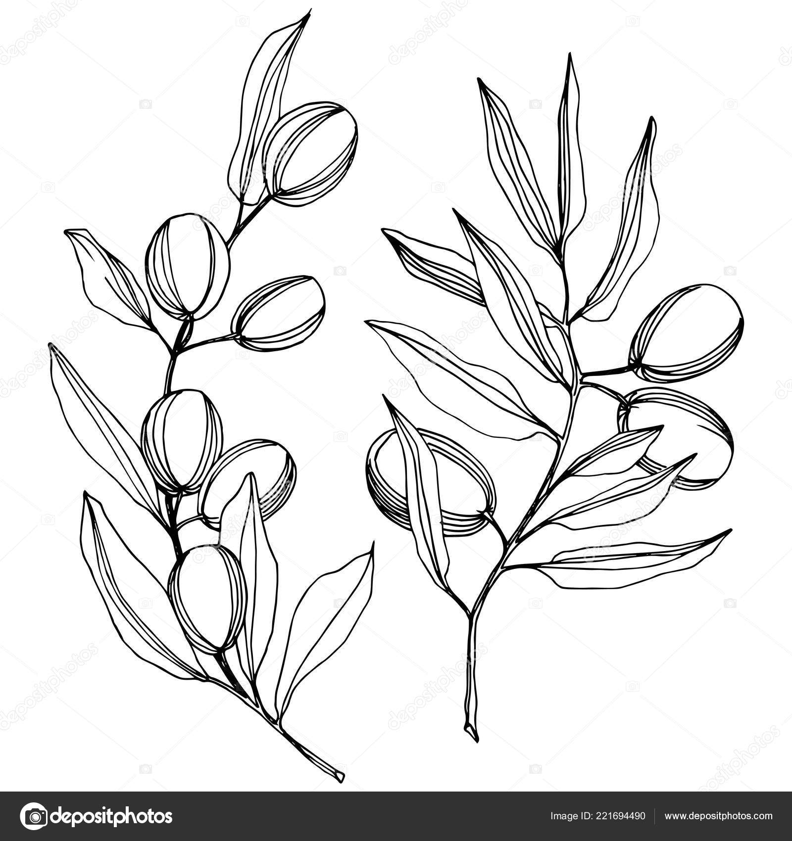 Olive Tree In A Vector Style Isolated Black And White