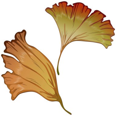 Vektör sonbahar sarı ve kırmızı ginkgo bırakır.