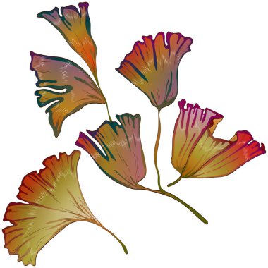 Vektör sonbahar sarı ve kırmızı ginkgo bırakır.