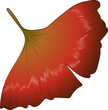 Vektör sonbahar sarı ve kırmızı ginkgo bırakır.