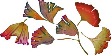 Vektör sonbahar sarı ve kırmızı ginkgo bırakır.