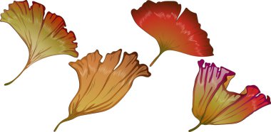 Vektör sonbahar sarı ve kırmızı ginkgo bırakır.