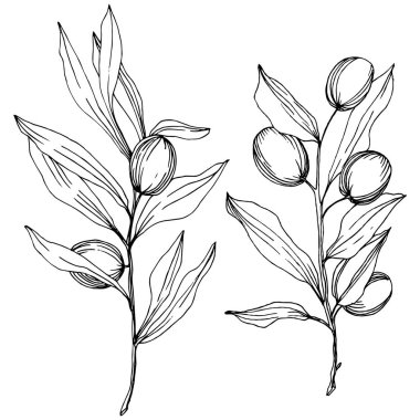 Zeytin ağacı izole bir vektör tarzı. Siyah ve beyaz mürekkep sanat kazınmış.