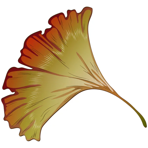 Векторні осінні жовті та червоні листя гінкго . — стоковий вектор