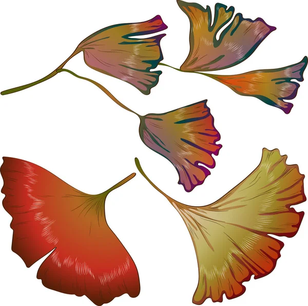 Vector otoño amarillo y rojo hojas de ginkgo . — Vector de stock