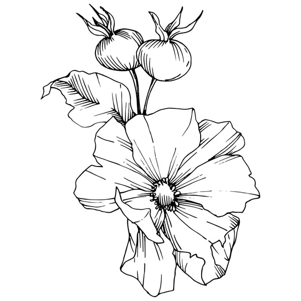 Flor silvestre rosa canina en un estilo vectorial aislado. Arte de tinta grabada en blanco y negro . — Vector de stock