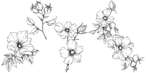 Flor silvestre rosa canina en un estilo vectorial aislado. Arte de tinta grabada en blanco y negro . — Vector de stock