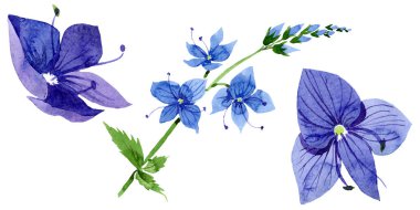 Suluboya mavi Veronica çiçek. Botanik çiçek. İzole illüstrasyon öğesi.