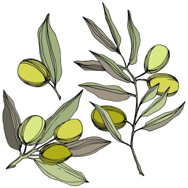 Zeytin ağacı izole bir vektör tarzı. Yeşil oyulmuş mürekkep sanat.