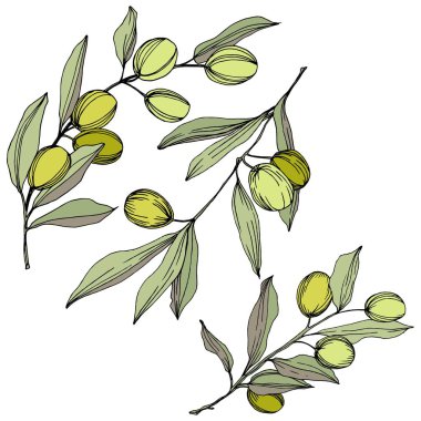 Zeytin ağacı izole bir vektör tarzı. Yeşil oyulmuş mürekkep sanat.