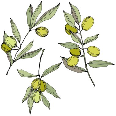 Zeytin ağacı izole bir vektör tarzı. Yeşil oyulmuş mürekkep sanat.