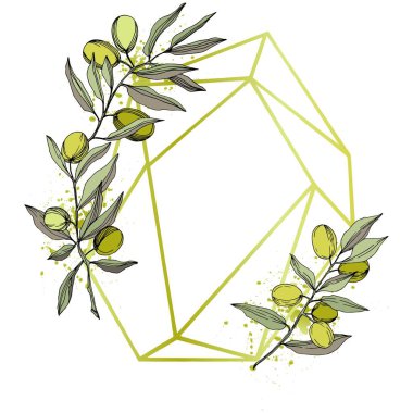 Zeytin ağacı izole bir vektör tarzı. Yeşil oyulmuş mürekkep sanat.
