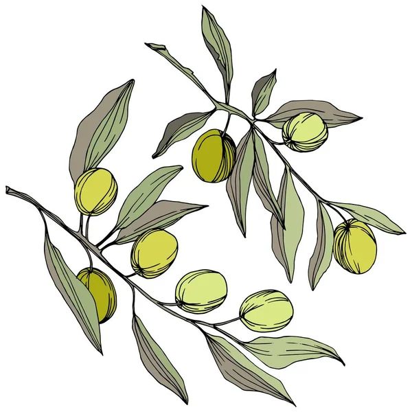 Olivträd i en vektor stil isolerade. Gröna graverade bläck konst. — Stock vektor