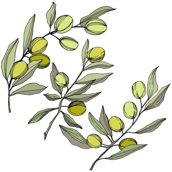 Olivenbaum im Vektorstil isoliert. grüne gravierte Tinte Kunst. — Stockvektor