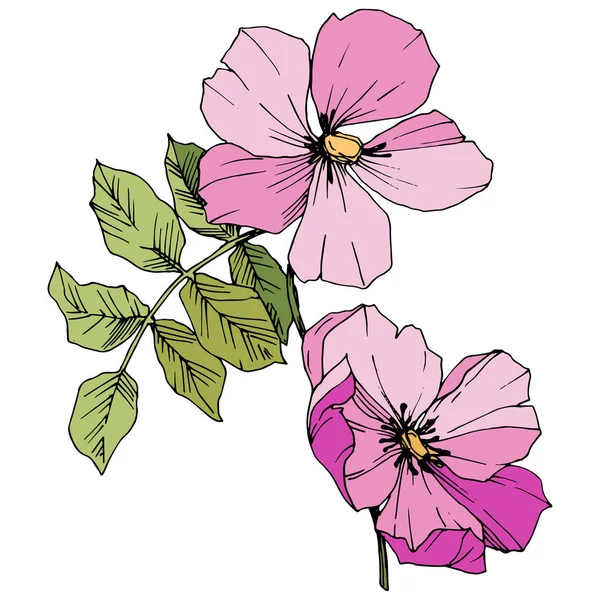 Wildflower rosa canina в изолированном векторном стиле. Розовая гравировка . — стоковый вектор