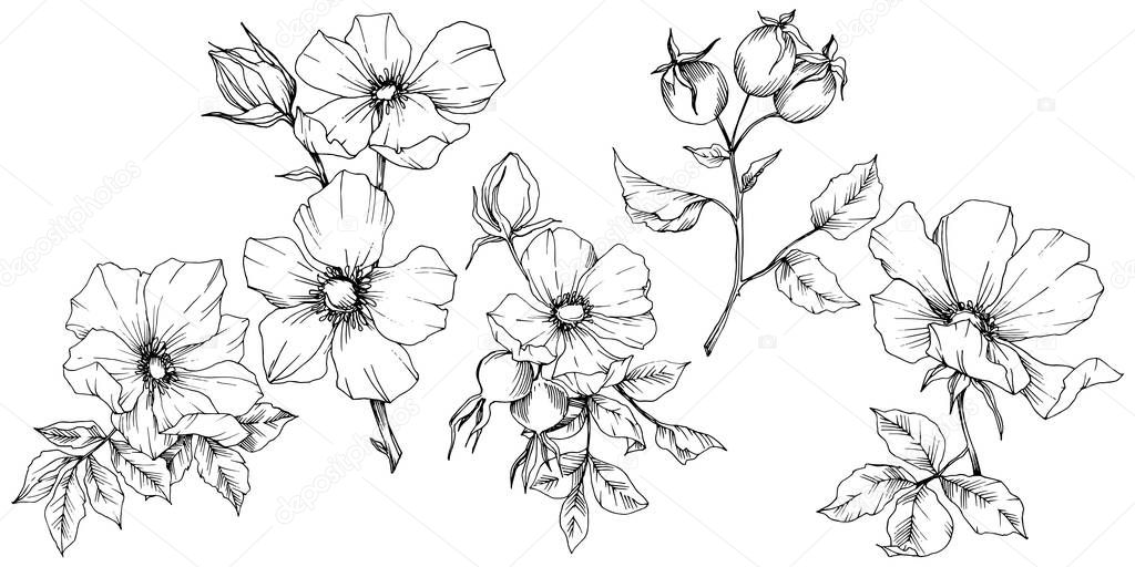 Wildflower rosa canina in a vector style isolated. Black and white engraved ink art.
