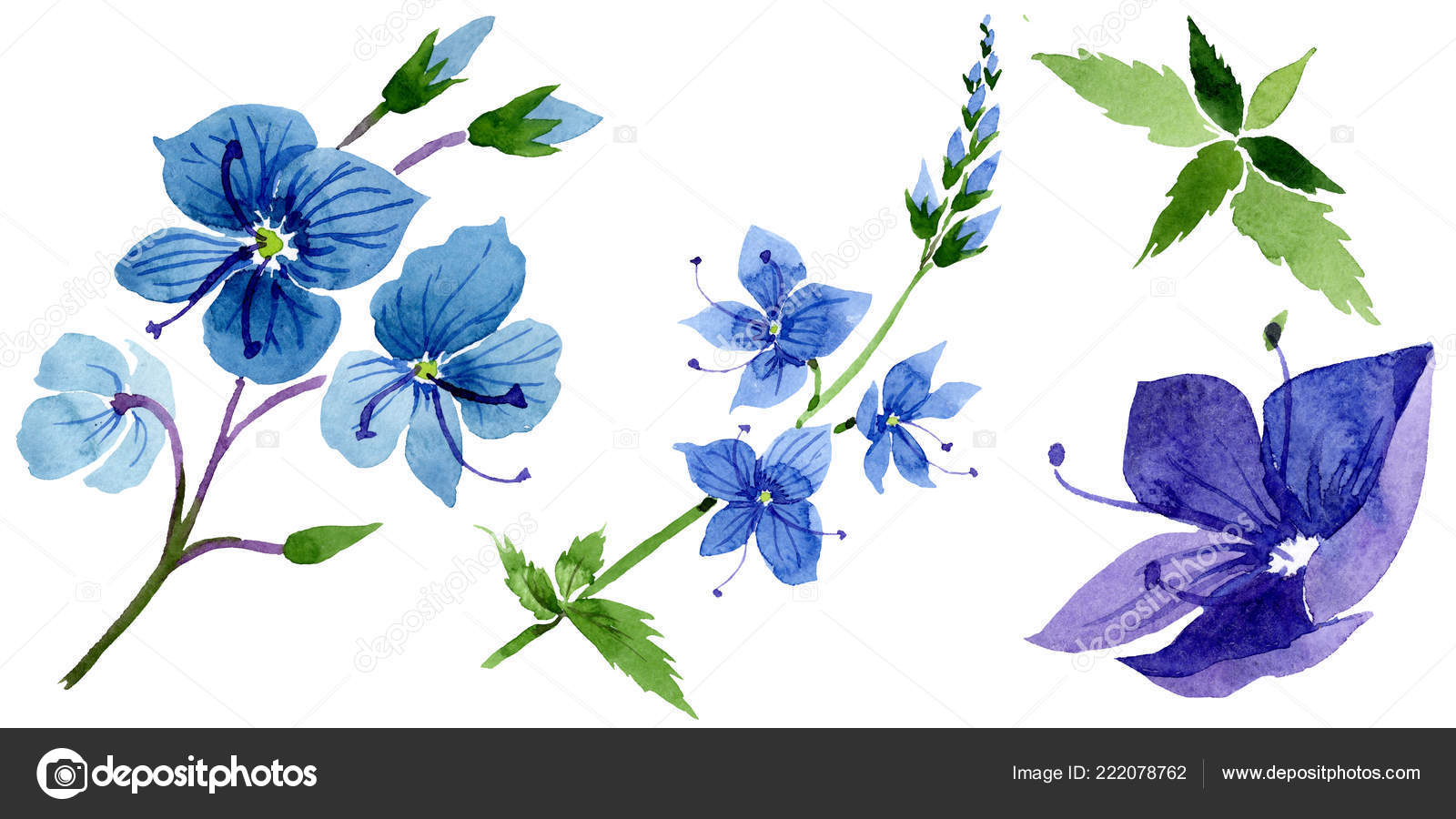 水彩蓝色维罗妮卡花 花卉植物花卉 孤立插图元素 图库照片 C Mystocks 水彩蓝色维罗妮卡花 花卉植物花卉 孤立插图元素 图库照片 C Mystocks