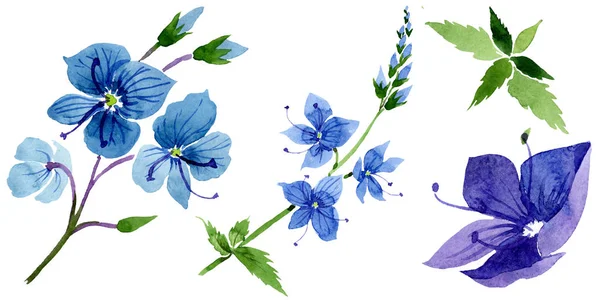 Acquerello blu Veronica fiore. Fiore botanico floreale. Elemento di illustrazione isolato . — Foto Stock