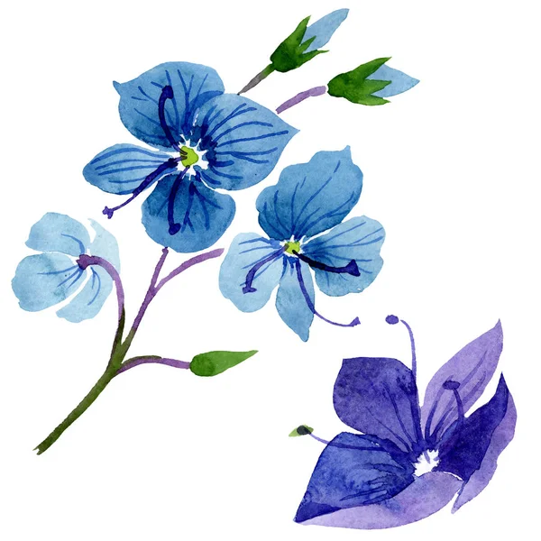 Acuarela flor Verónica azul. Flor botánica floral. Elemento ilustrativo aislado . — Foto de Stock