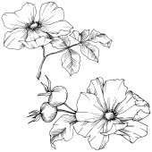 Картина, постер, плакат, фотообои "wildflower rosa canina in a vector style isolated. black and white engraved ink art.", артикул 222079488