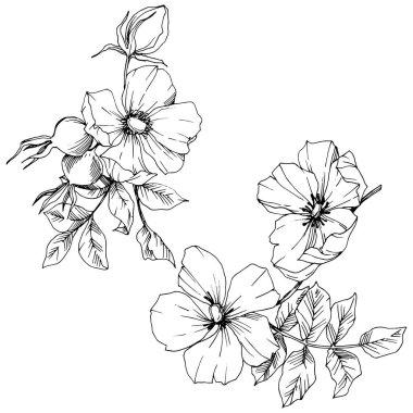 Kır çiçeği rosa canina izole bir vektör tarzı. Siyah ve beyaz mürekkep sanat kazınmış.