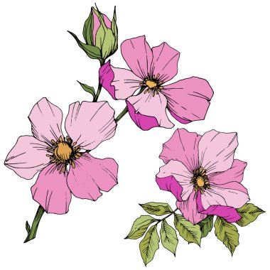 Kır çiçeği rosa canina izole bir vektör tarzı. Pembe oyulmuş mürekkep sanat.