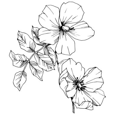 Kır çiçeği rosa canina izole bir vektör tarzı. Siyah ve beyaz mürekkep sanat kazınmış.