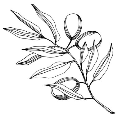 Zeytin ağacı izole bir vektör tarzı. Siyah ve beyaz mürekkep sanat kazınmış.