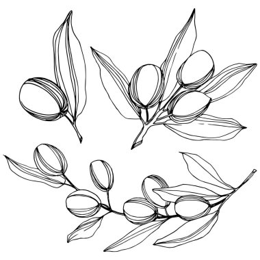 Zeytin ağacı izole bir vektör tarzı. Siyah ve beyaz mürekkep sanat kazınmış.