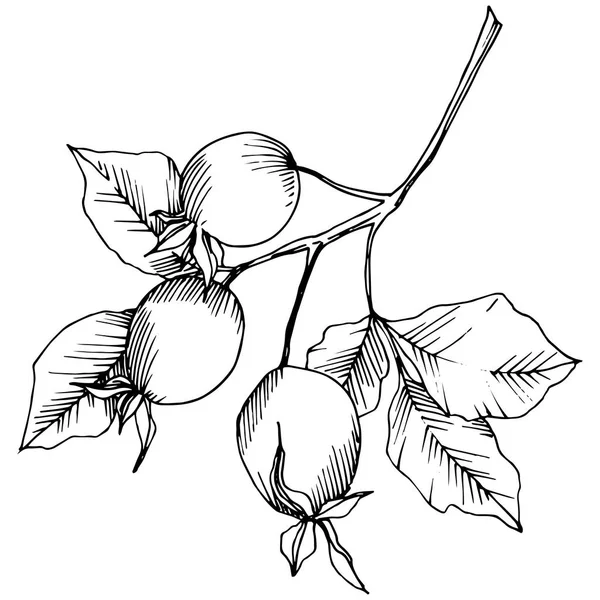 Wildflower rosa canina в изолированном векторном стиле. Черно-белая гравировка . — стоковый вектор