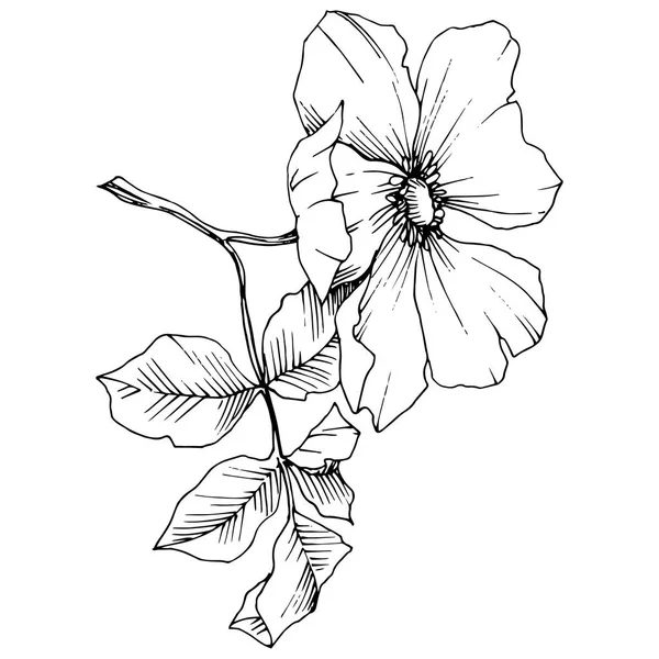 Wildflower rosa canina ve stylu vektor, samostatný. Černá a bílá vyryto inkoust umění. — Stockový vektor