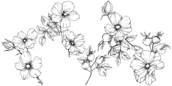 Flor silvestre rosa canina en un estilo vectorial aislado. Arte de tinta grabada en blanco y negro . — Archivo Imágenes Vectoriales