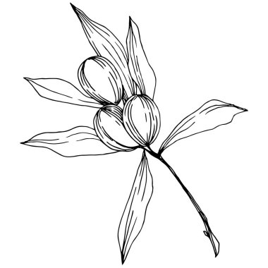 Zeytin ağacı izole bir vektör tarzı. Siyah ve beyaz mürekkep sanat kazınmış.