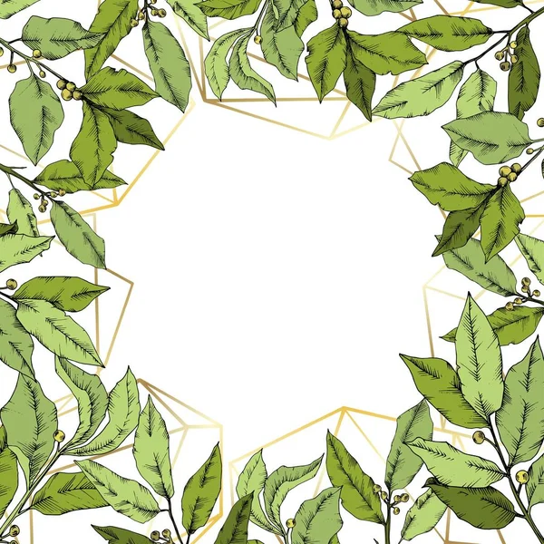 Векторный зеленый лавровый лист. Цветочная листва ботанического сада. Граничный орнамент . — стоковый вектор