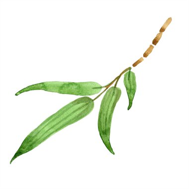 Bambu Yeşil yaprak. Yaprak bitki botanik bahçe çiçek yaprakları. İzole illüstrasyon öğesi.