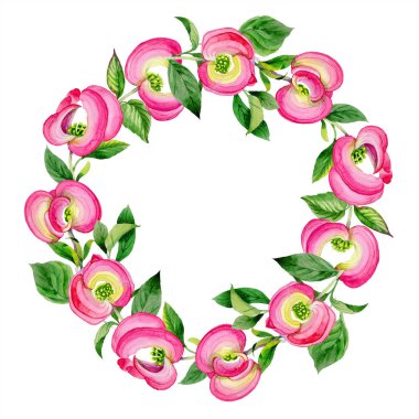 Sulu boya pembe cornus florida çiçek. Botanik çiçek. Çerçeve kenarlığı süsleme Meydanı.