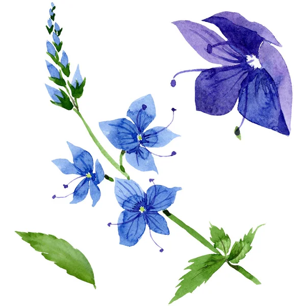 Aquarel blauwe Veronica bloem. Floral botanische bloem. Geïsoleerde afbeelding element. — Stockfoto