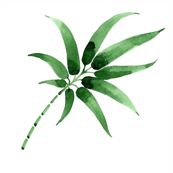 Bambus zelený list. Listy rostlin Botanická zahrada květinové listy. Izolované ilustrace prvek. — Stock fotografie