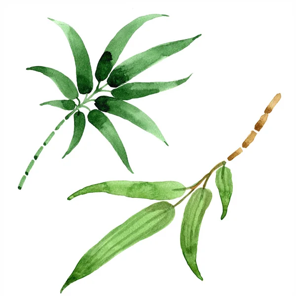 Bamboo green leaf. Leaf plant botanical garden floral foliage. Isolated illustration element. — Stock Photo, Image