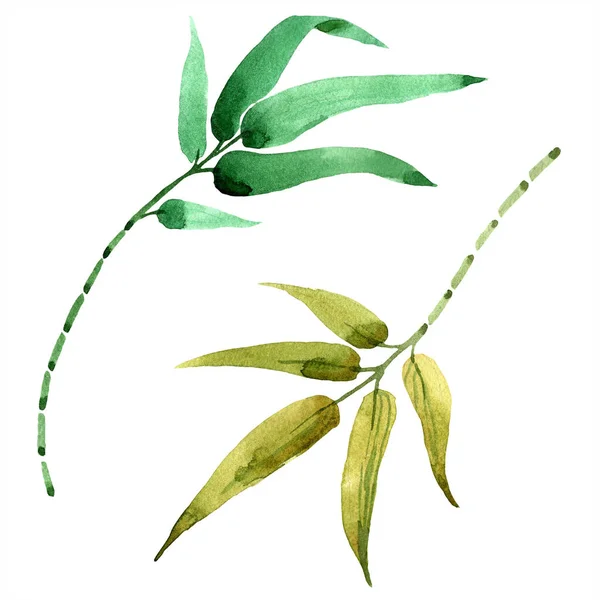 Bamboo gröna blad. Leaf växt botaniska trädgård blommig bladverk. Isolerade illustration element. — Stockfoto