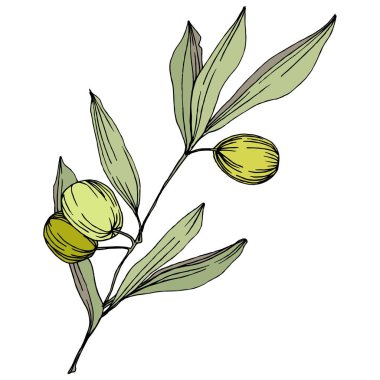 Zeytin ağacı izole bir vektör tarzı. Yeşil oyulmuş mürekkep sanat.
