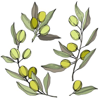 Zeytin ağacı izole bir vektör tarzı. Yeşil oyulmuş mürekkep sanat.