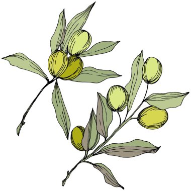 Zeytin ağacı izole bir vektör tarzı. Yeşil oyulmuş mürekkep sanat.